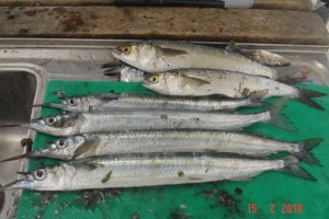A feed of good size Garfish at Arno Bay.