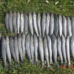 winter whiting