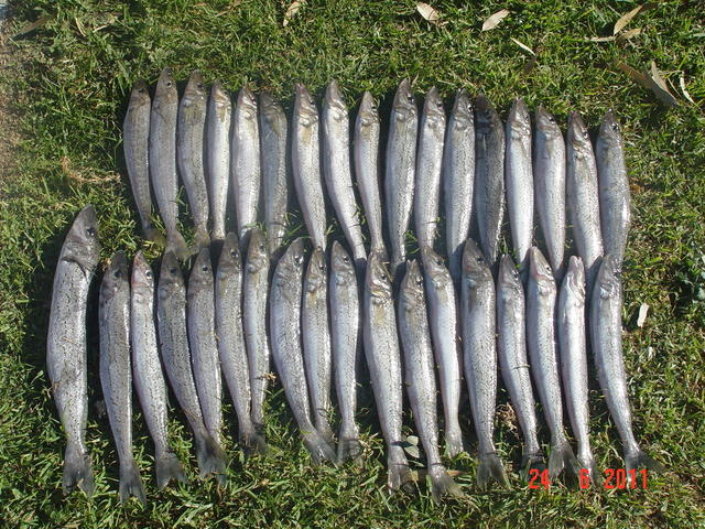 winter whiting