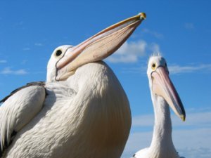 Pelicans on the beach at Arno Bay Caravan Park